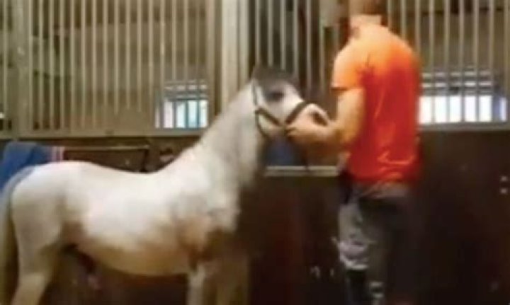 Animal Cruelty Exposed In 