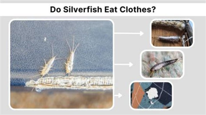 Do silverfish eat clothes? ·