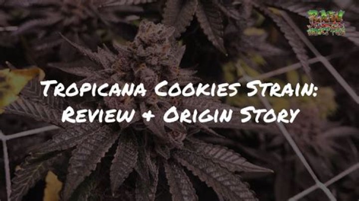 THC and CBD Content of the Tropicana Cookies Cannabis Strain