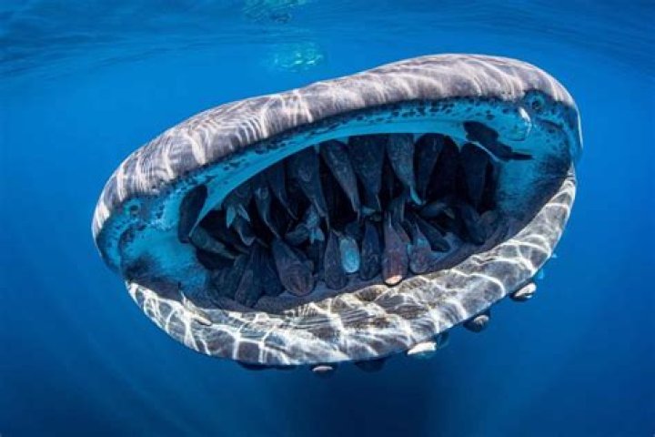 The oceans largest mystery why has no one seen a whale shark give birth? |