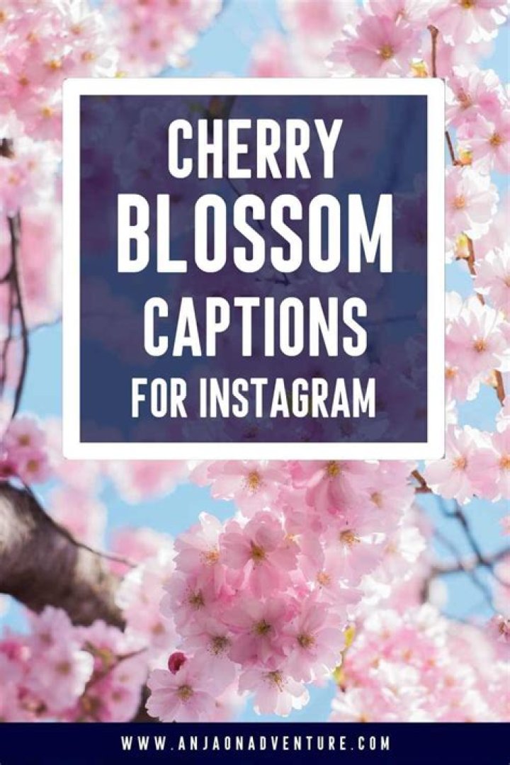 Unlock Enchanting Cherry Blossom Captions For Instagram: Discoveries And Insights