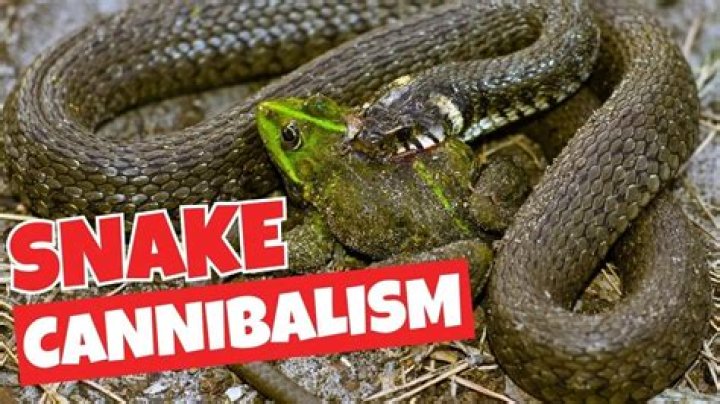 Unveiling The Bizarre World Of Snake Cannibalism: A Captivating Video Analysis