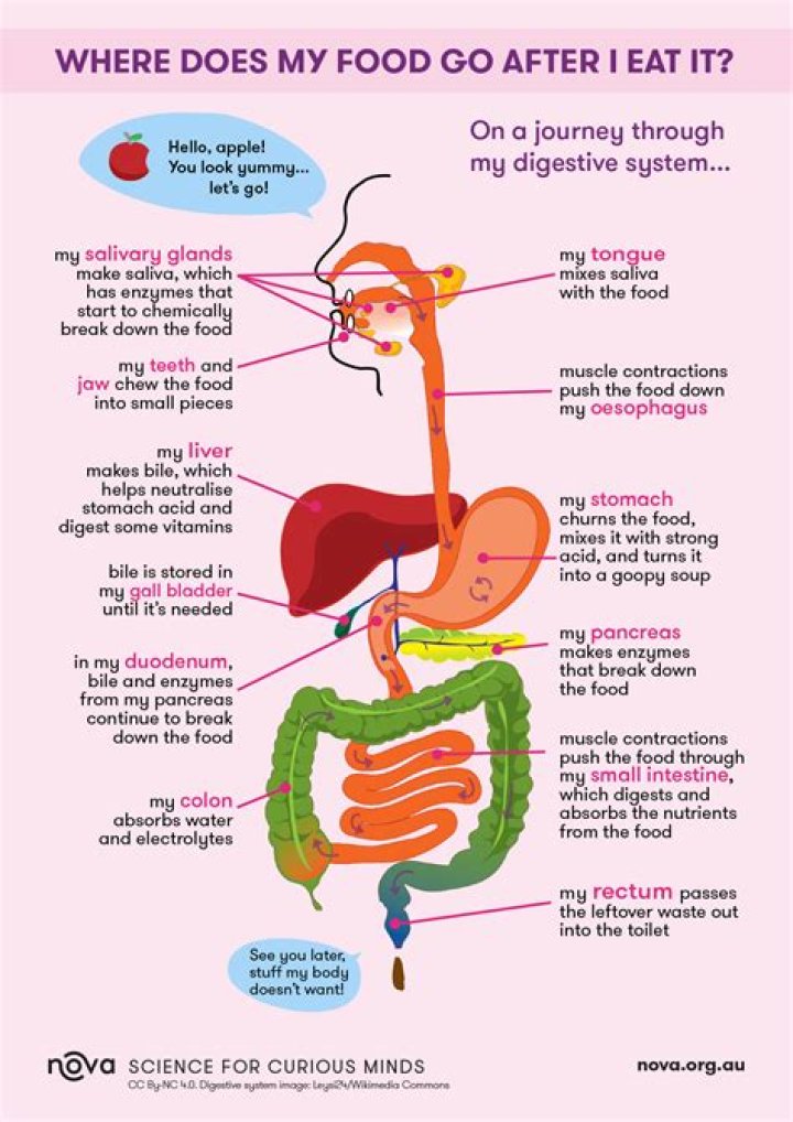 What Happens To The Food